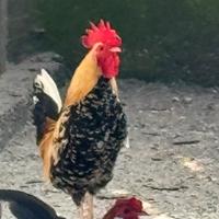 Galli Cemani Millefiori (piccolo) coppie Olandesi