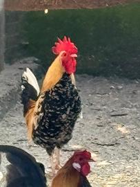 Galli Cemani Millefiori (piccolo) coppie Olandesi