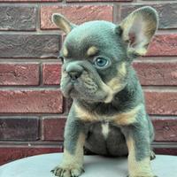 Cuccioli bulldog francese
