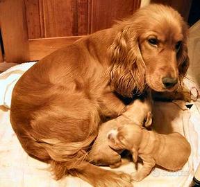 Cocker Spaniel ultimi cuccioli