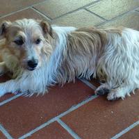 2 Jack Russell