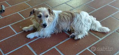 2 Jack Russell