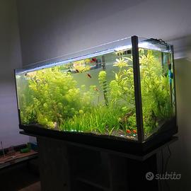 Sessiflora 20 steli inclusa spedizione