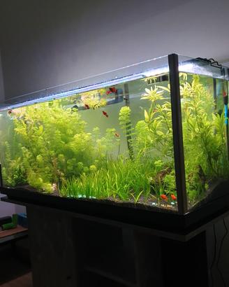 Sessiflora 20 steli inclusa spedizione