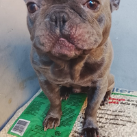 Bulldog francese x incrocio