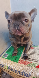 Bulldog francese x incrocio