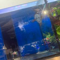 Channa Gaucha Blu Fin