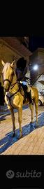 Cavallo p.r.e di 7 anni domato in alta scuola