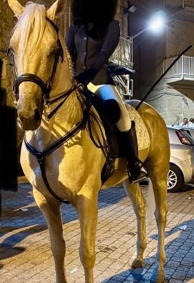 Cavallo p.r.e di 7 anni domato in alta scuola