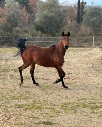 Cavalla