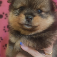 Spitz di Pomerania