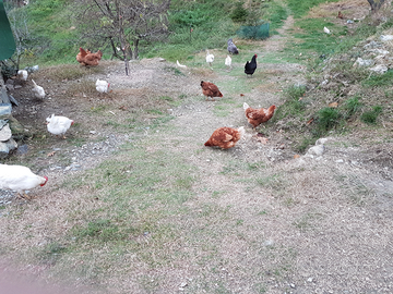 Galline da mangiare e ovaiole