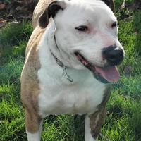 Amstaff mix in adozione