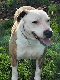 Amstaff mix in adozione