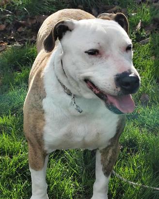 Amstaff mix in adozione