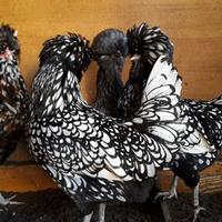 Galline razza padovane