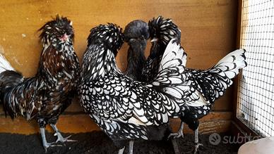 Galline razza padovane