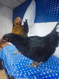 2 galline francesine