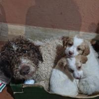 Cuccioli lagotto romagnolo jack russel