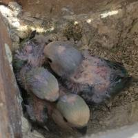 Pulli da imbecco inseparabili