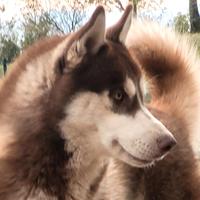 Siberian husky maschio 1 anno con pedigree