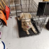 kennel usato ma in buono stato 