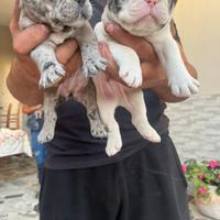 Bulldog francese spettacolari