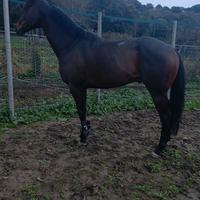 Cavallo psi
