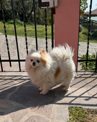 Volpino pomerania spitz femmina