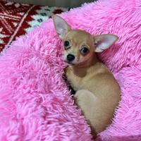 Chihuahua femmina