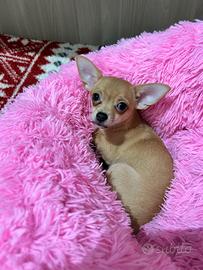 Chihuahua femmina