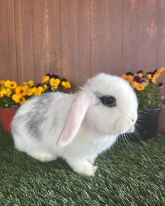 Coniglio nano