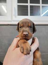 Dobermann cucciola DaniaDeaBrown