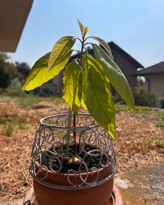Piantina di avocado