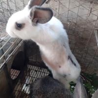 Animali
