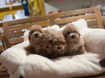 Maltipoo
