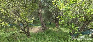 Terreno di 11118 m² a Stella Cilento