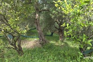 Terreno di 11118 m² a Stella Cilento
