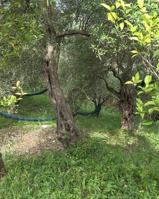 Terreno di 11118 m² a Stella Cilento