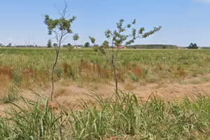 Terreno Seminativo irriguo