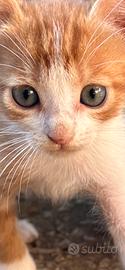 Gattini Rossi maschietti