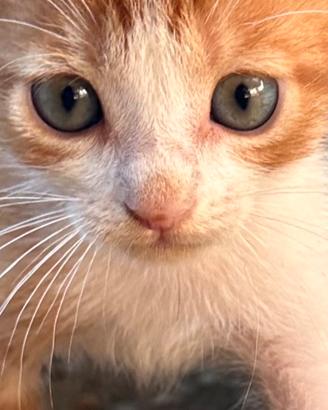 Gattini Rossi maschietti