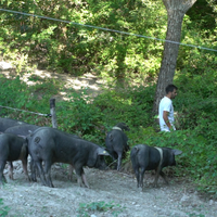 Suino biologico. Maialini biologici