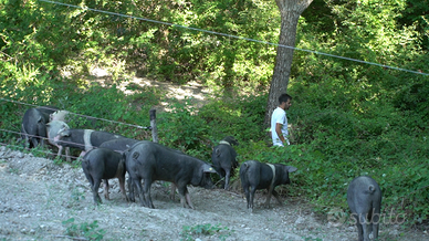 Suino biologico. Maialini biologici