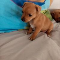 Cucciola pinscher