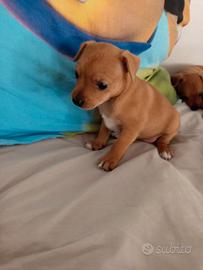 Cucciola pinscher