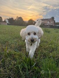 Barboncino nano maschio per monta