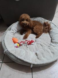 Barboncino Toy Red