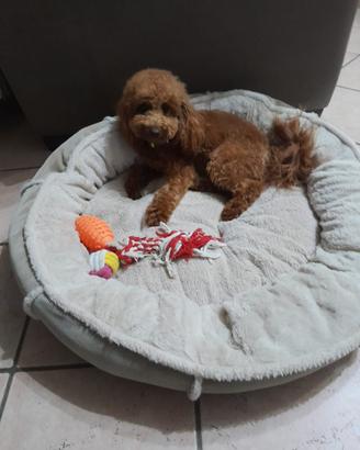 Barboncino Toy Red