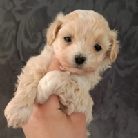 Maltipoo toy
